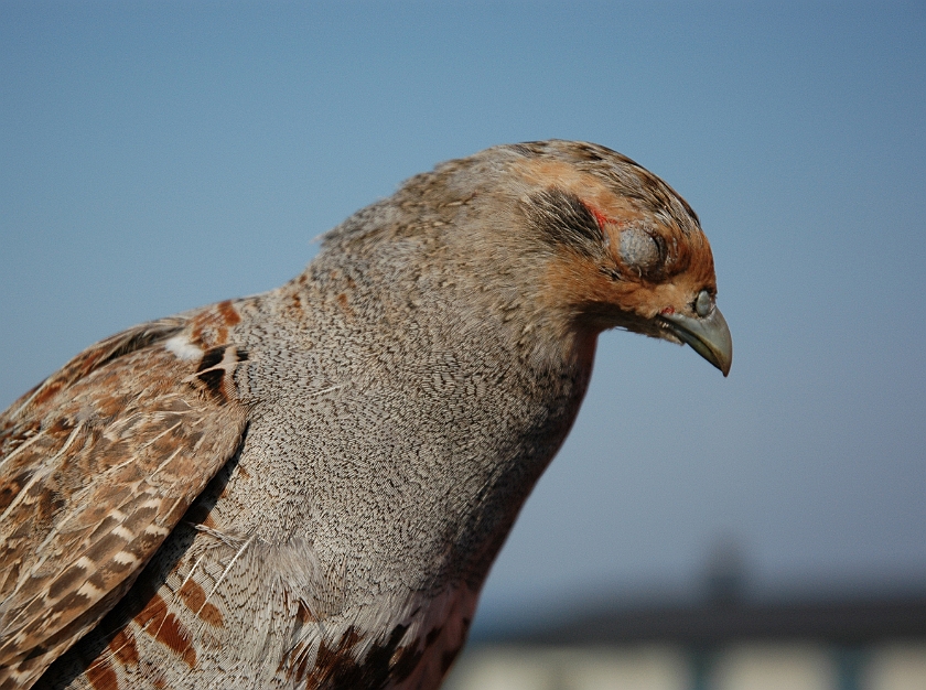 Grey Partridge, Sundre 20060505